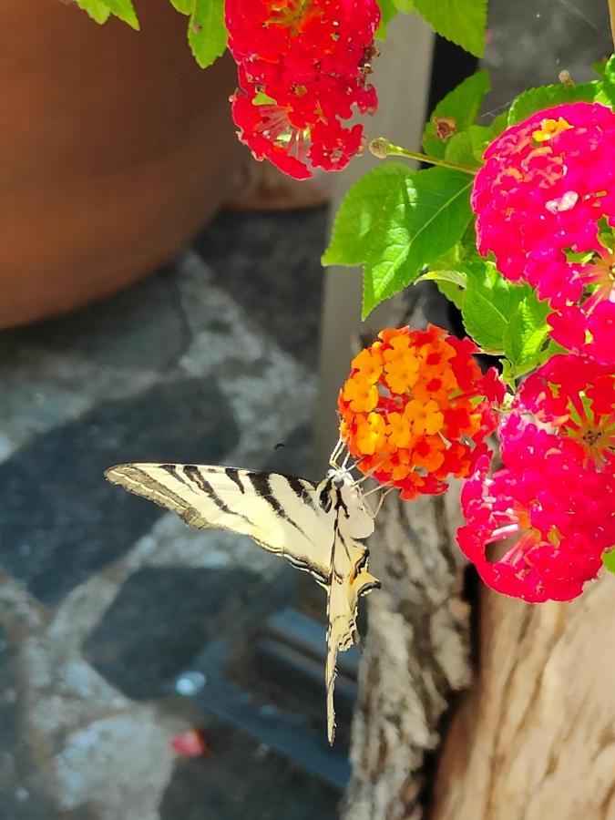 Il Diacciarello Appartement Gabbro Buitenkant foto